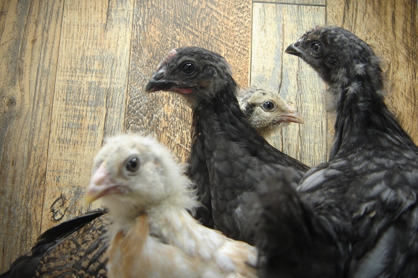 4 Pullet Chicks Week 4 - Steel Blue & Easter Egger